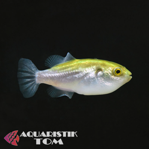 Goldkugelfisch / Goldener Kugelfisch, Chonerhinus modestus
